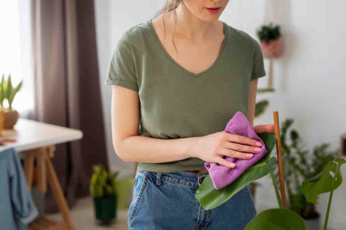A person wearing a green shirt gently cleans a large leaf with a purple cloth in a bright, plant-filled room.